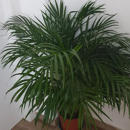 Ca Thomas 3* Castelnuovo Magra